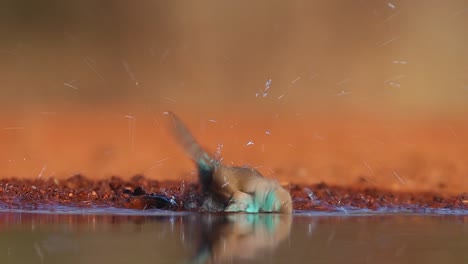 una foto de cuerpo completo de un pico de cera azul bañándose en un pozo de agua, gran kruger