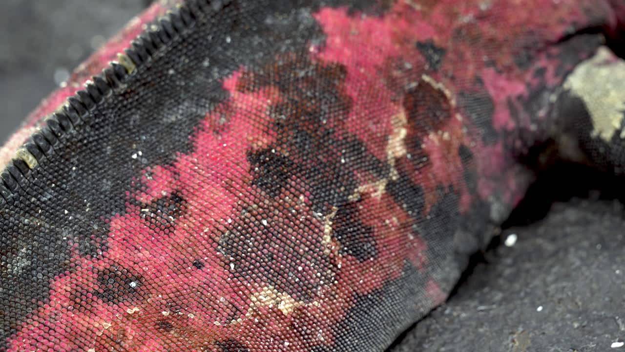 Close Up View Of Skin Textures And Colours Of Christmas Iguana At Punta Suarez In The Galapagos-1