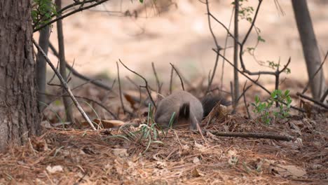 Korean-tree-squirrel-looking-for-fallen-pine-nuts-on-the-ground-in-spring-forest