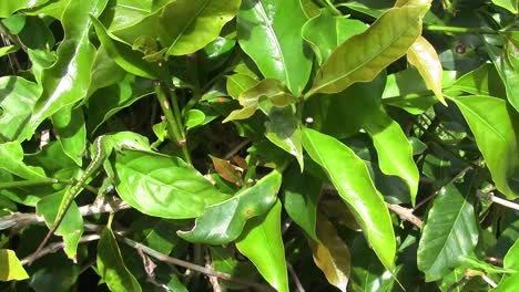 un lagarto anole verde se equilibra en una hoja mientras busca comida