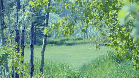 Nature-background:-Green-spring-meadow-with-poplar-fuzz-blowing-in-air