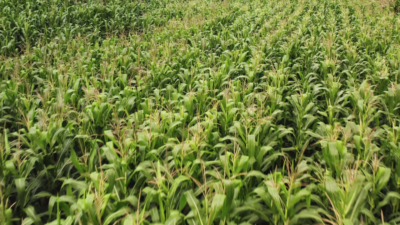 Zoom in con ripresa aerea che si avvicina a fitti filari di piante di mais verdi che crescono in un campo agricolo nella zona rurale di Moc Chau, Vietnam