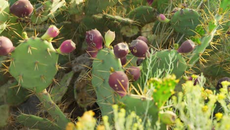 campo de cactus. pera espinosa con frutos maduros púrpura