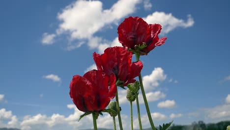 Flor-De-Amapola-Roja-Contra-El-Cielo-Azul-Y-Las-Nubes-Durante-La-Temporada-De-Primavera-En-El-Desierto