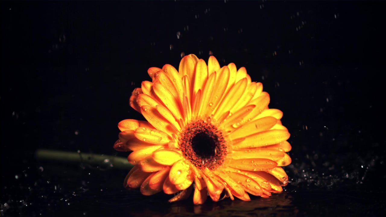 Fiore di gerbera arancione vivace con schizzi d'acqua