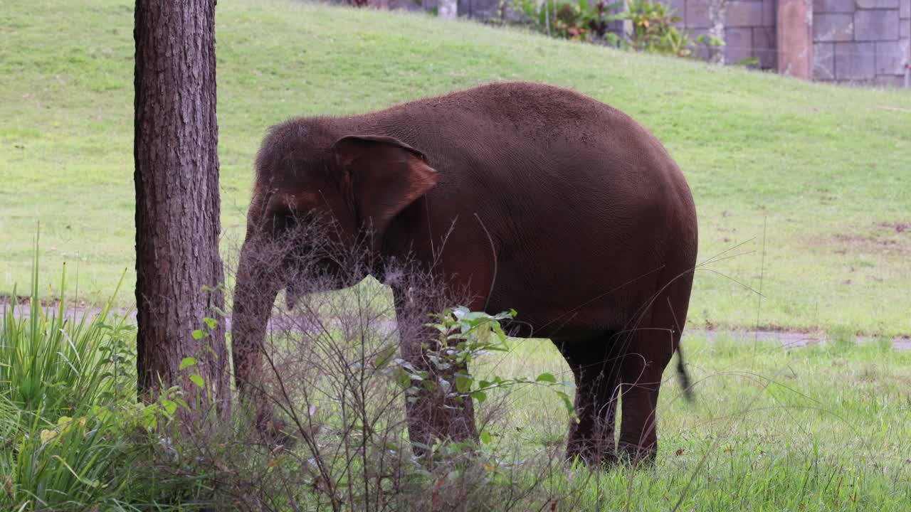 un elefante comiendo hierba en un campo sereno