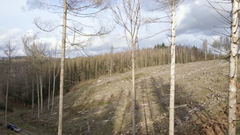 Dried-out,-partially-logged-forest-in-western-Germany-during-a-sunny-winter-day