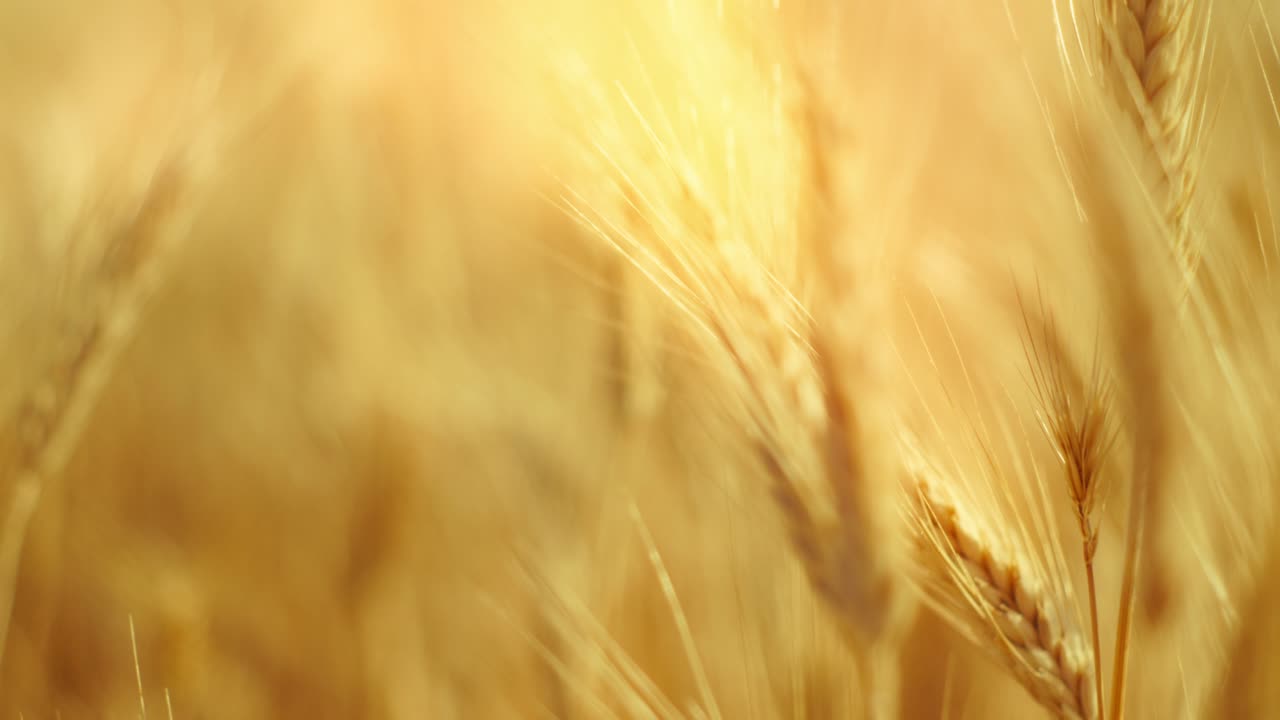 A truly cinematic shot of golden wheat swaying in the summer breeze, bathed in warm sunlight. Captures the peaceful, abundant beauty of nature