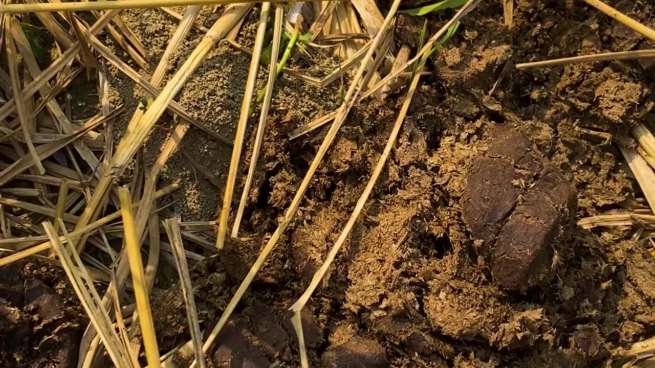 Sterco di mucca fresco su paglia di riso asciutta in un campo coltivato, a dimostrazione del riciclo naturale dei nutrienti e della fertilizzazione organica tradizionale utilizzata nell'agricoltura rurale dell'Asia meridionale