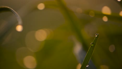 Morning-Dewdrops-On-Fresh-Green-Grass-In-The-Gardens-Of-Poland---Extreme-Close-Up