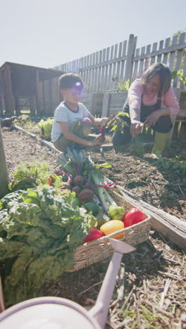 vertical video of biracial grandmother and grandson picking vegetables in sunny garden, slow motion