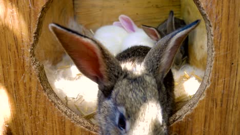 pequeña familia de conejos sentados en la jaula