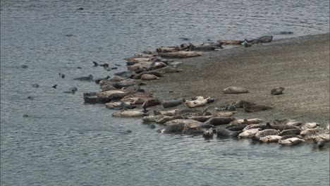 a large number of harbor seals hang out and swim in a small harbor on the pacific coast