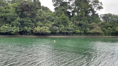 gente mínima de lejos camina por el paseo marítimo de madera con una vista panorámica de la hermosa naturaleza rodeada de agua en el embalse de macritchie, singapur