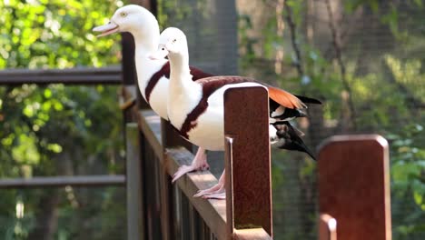 two ducks interacting on a wooden fence