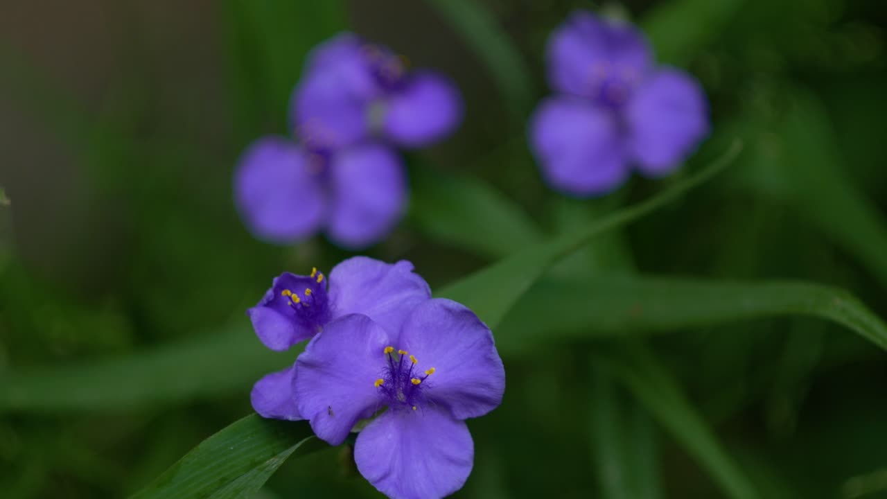 초점을 배경에서 전경으로 당기기