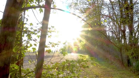 Ein-Faszinierender-Blick-Auf-Die-Strahlende-Sonne-Und-Die-Sonnenstrahlen,-Die-Zwischen-Den-Grünen-Bäumen-Vorbeiziehen