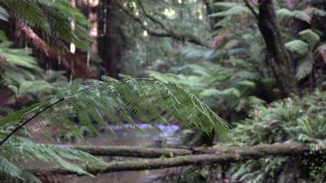 Still-shot-of-fern-over-murky-river-stream