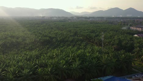 Aerial-view-of-local-village-town-surrounded-by-grove-of-oil-palm-tress-capturing-vastness-of-commercial-plantation-with-beautiful-sunlight-shinning-on-the-fronds