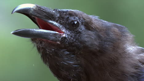 raven head in extreme closeup vocalizes from boreal forest perch