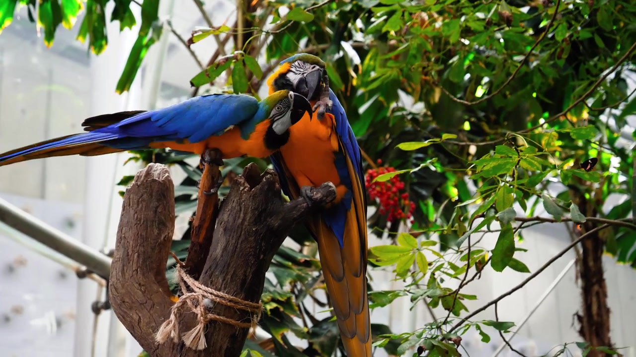 Colorful toucans perched in a lush tropical tree inside the San Francisco Zoo greenhouse