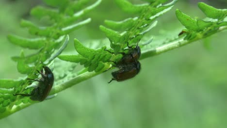 close up of crawling garden chafer beetle on fern, two other beetles mating