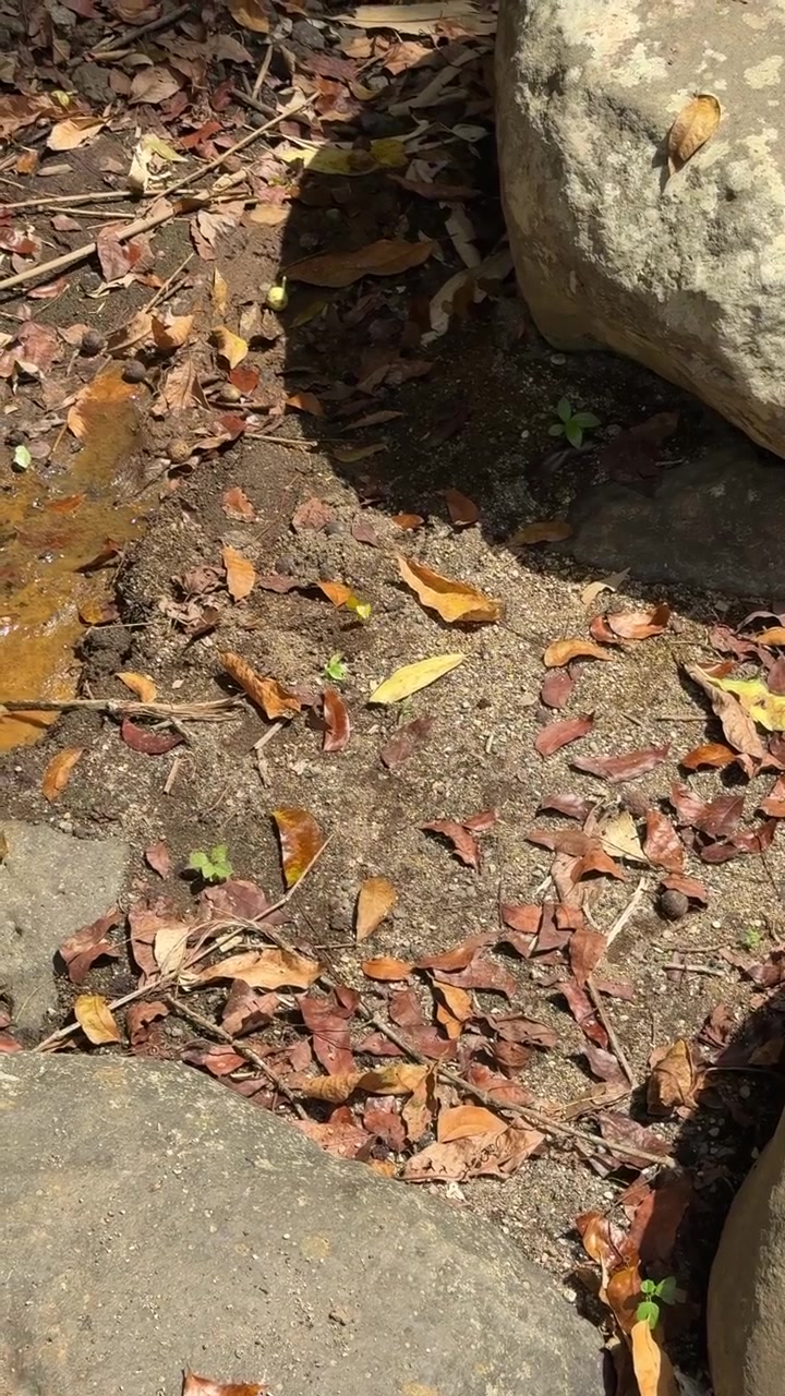 Small Yellow Flower Blooming Among Fallen Leaves and Rocks
