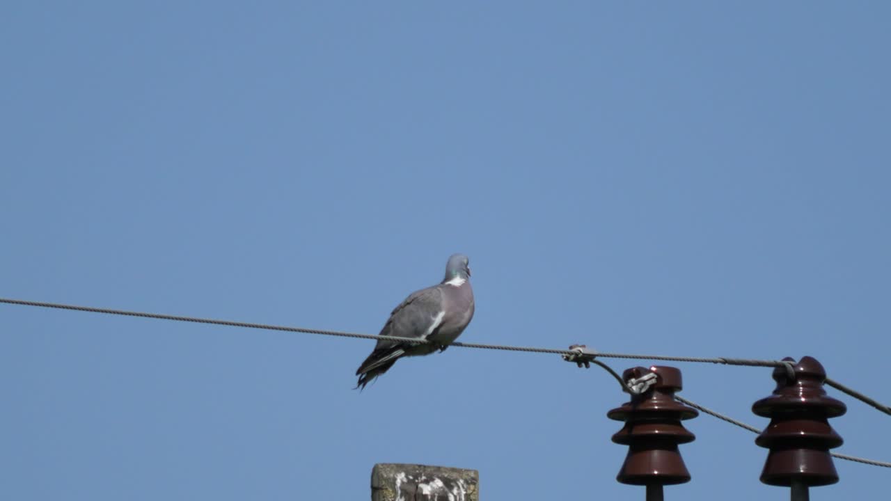 푸른 하늘과 함께 더운 여름날 몸을 손질하는 시골 전력선에 앉아 있는 비둘기