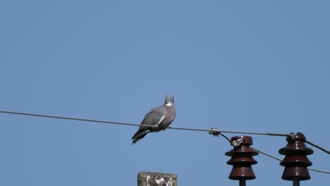 dove sitting on a rural powerline grooming itself on a hot summer day with blue sky