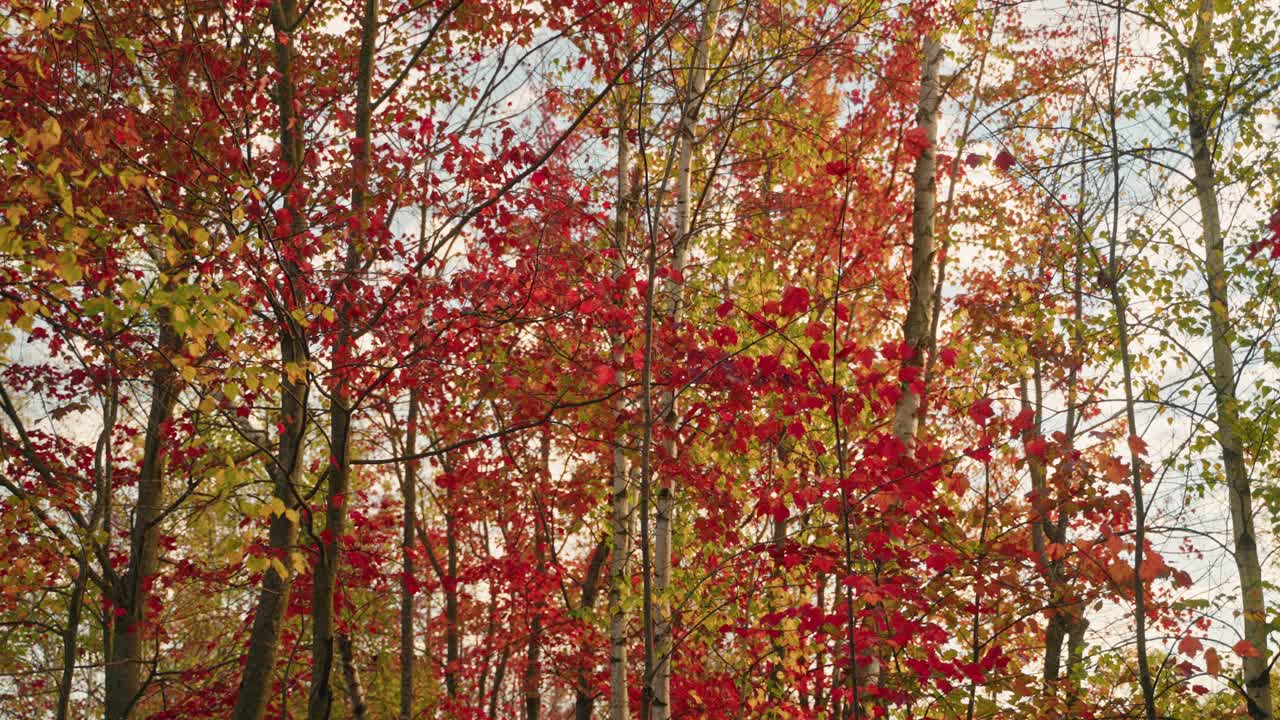 Beautiful autumn treetops with colorful foliage in a bright forest environment, North America, Quebec, Montreal, Canada.