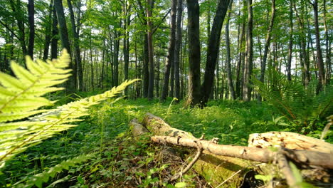 bosque impresionante con árboles y plantas que crecen en las colinas