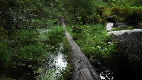 fpv pan up looking at an old log that has fallen in a moss covered pond with running water, ferns on branches