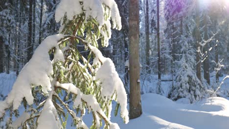 Close-up-of-snowy-fir-tree-in-winter-forest