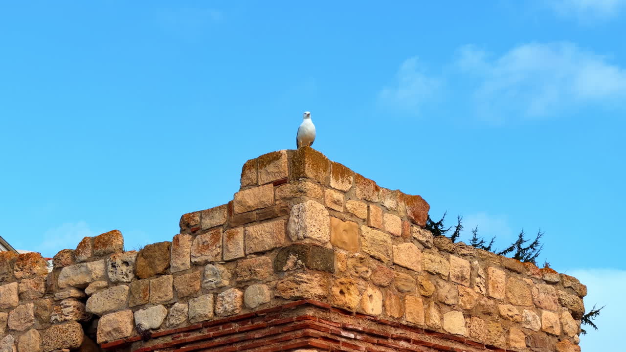 Un uccello è appollaiato su un muro di pietra con cielo blu sullo sfondo in pieno giorno. Un uccello si posa su un muro di pietra sotto un cielo azzurro in pieno giorno