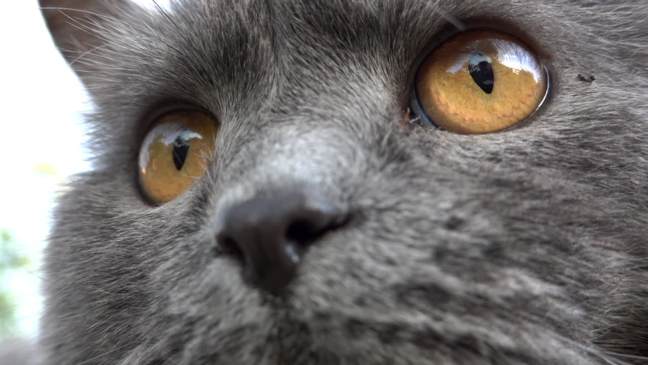 Close up of a British Shorthair cat with orange eyes on a blurred background