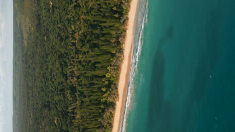 Waves-crash-on-beach-lined-with-columnar-pine-trees,-Isle-of-Pines