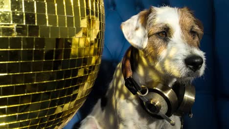 Dog-Disco-4K-18