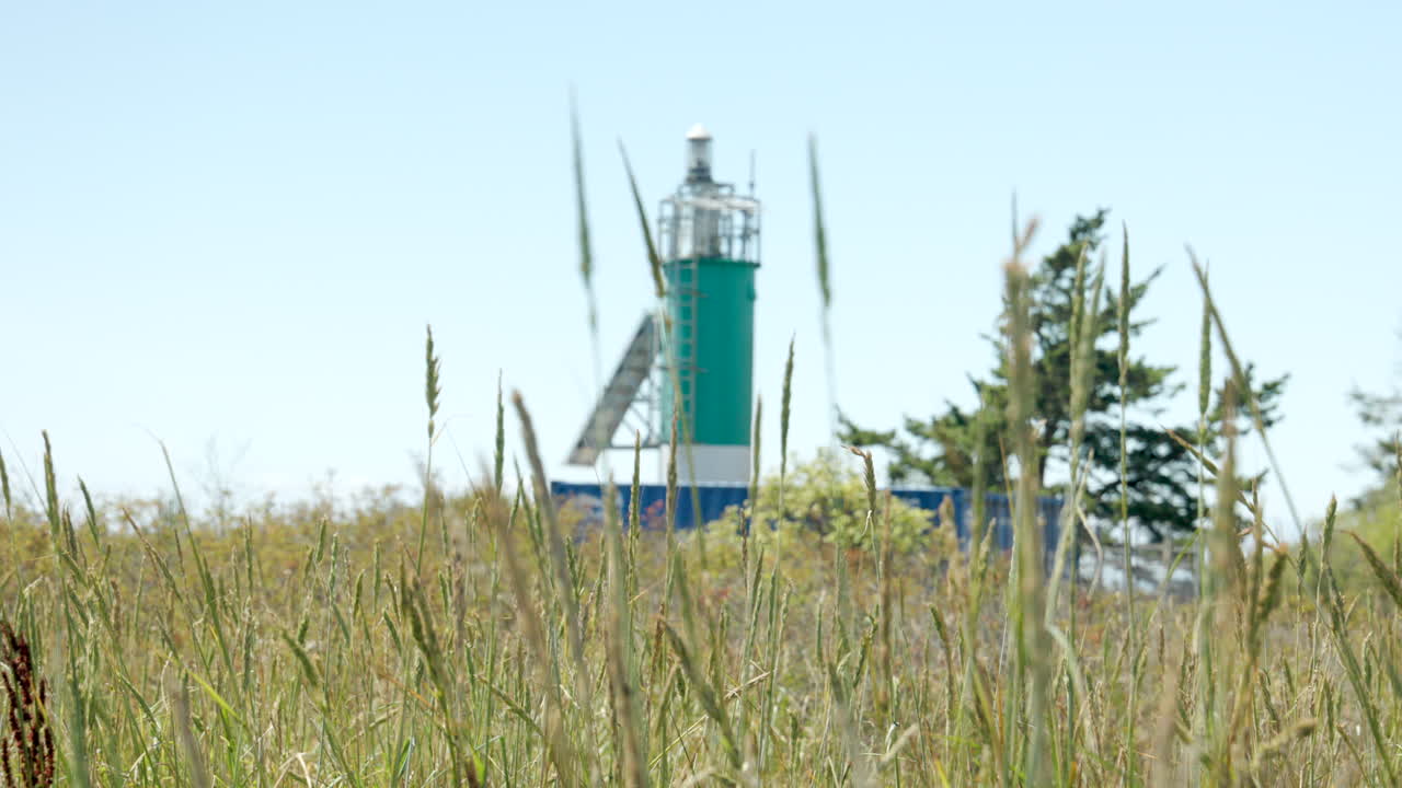 Graceful slow-motion shots of wild grass dancing with the wind in a serene natural setting