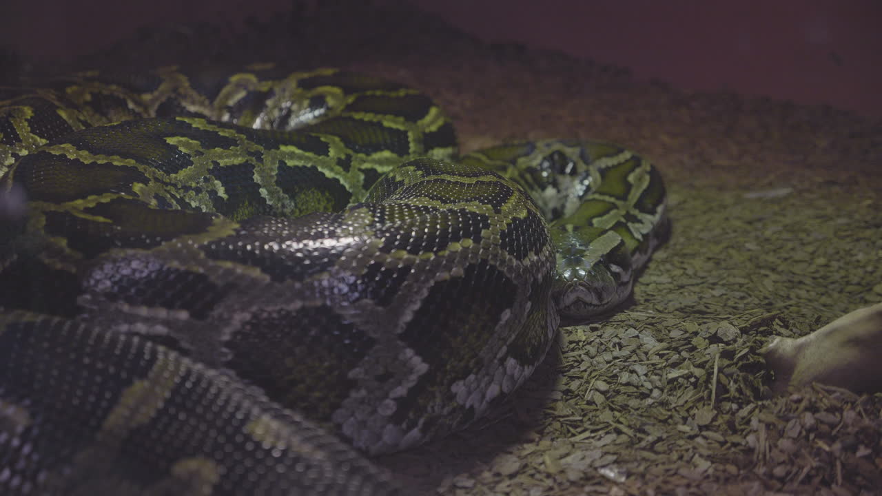 A Boa Constrictor sleeping in her terrarium