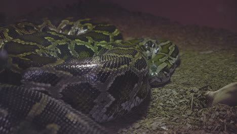 a boa constrictor sleeping in her terrarium