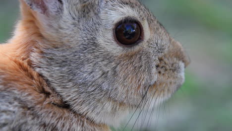 fotograma completo de cerca: vista macro de la cara del conejo de cola de algodón en perfil