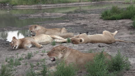 Una-Manada-De-Leones-Descansando-Juntos-Al-Borde-De-Un-Abrevadero-En-áfrica