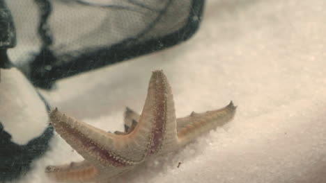 Ein-Seestern-Aus-Schokoladenstückchen-Läuft-Am-Boden-Eines-Aquariums-Entlang