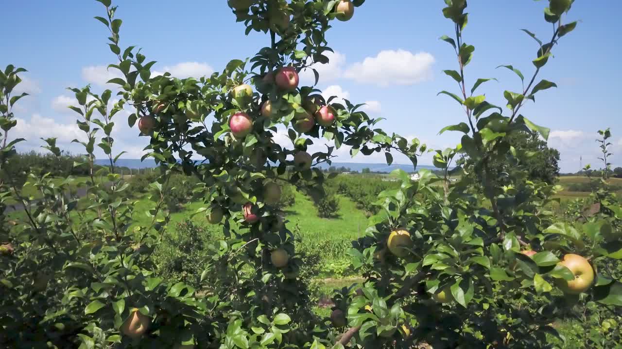 huerto de manzanas con manzanas maduras