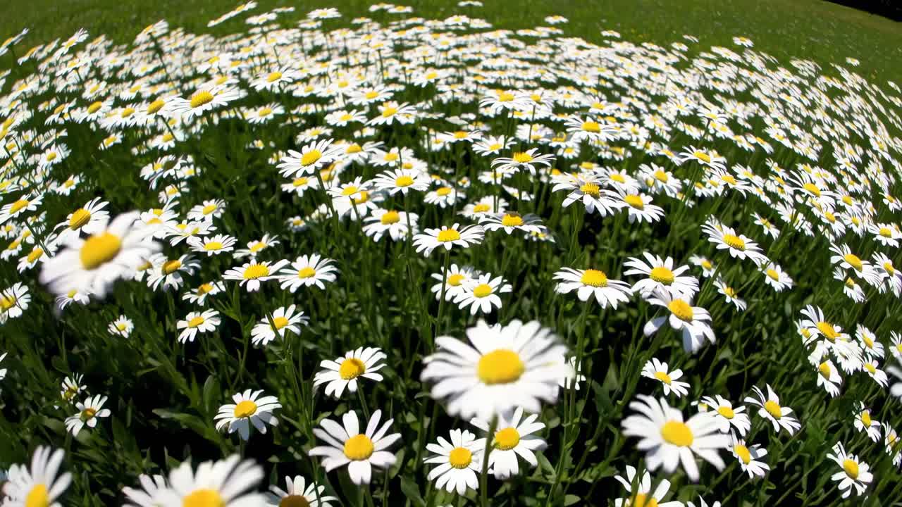 Wide-angle shot of a vibrant daisy field under a clear sky, capturing the immersive beauty