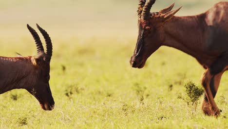 Zeitlupe-Von-Topi-Kämpfen-Im-Kampf,-Afrikanische-Wildtiere-Im-Territorialen-Tierverhalten,-Erstaunliches-Verhalten-Beim-Schutz-Des-Territoriums-Im-Masai-Mara-Nationalreservat,-Kenia,-Afrika