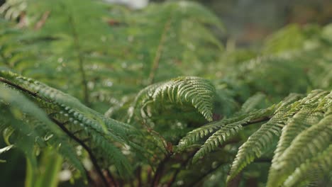 sunlight falling on fern leaves new zealand nature