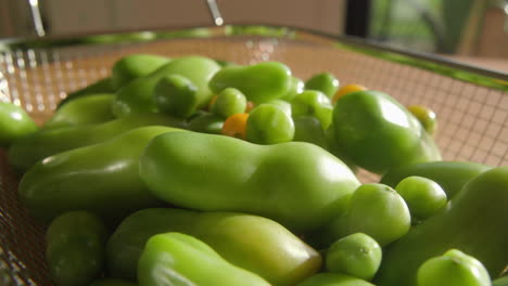 Green-organic-tomatoes-ripening-inside-in-a-metal-basket-in-sunlight