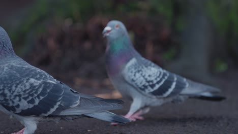 Pigeons-walking-around-and-eating-seeds-in-the-park
