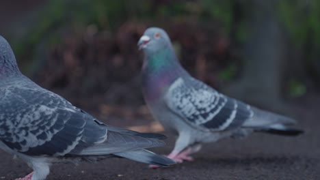 palomas caminando y comiendo semillas en el parque